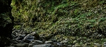 Plants: image 59 Of 208 Thumb